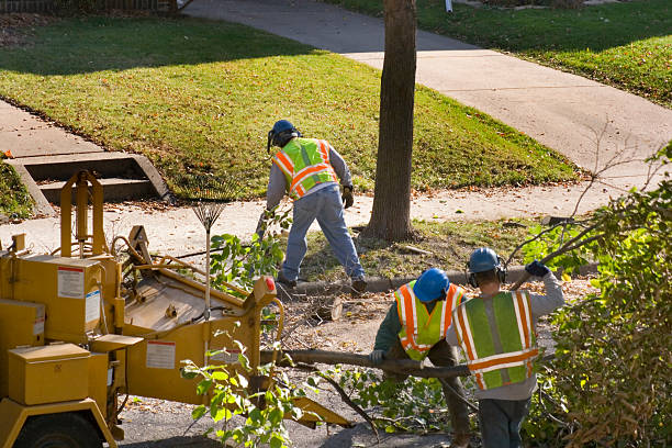 Best Tree Disease Treatment  in Sconsin Rapids, WI